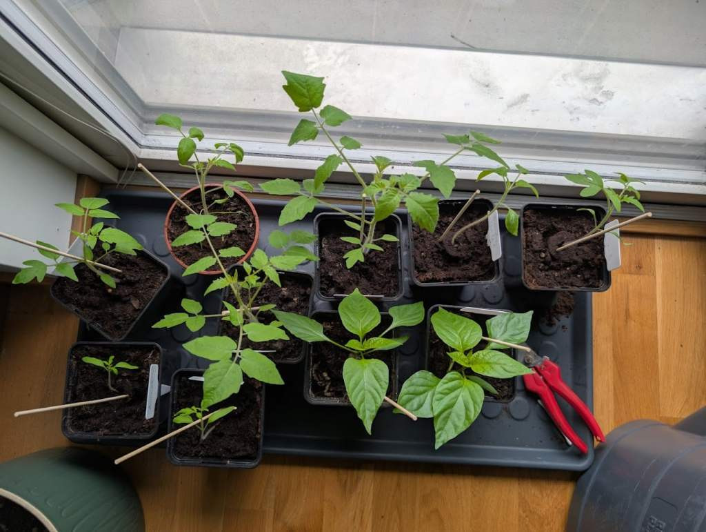 tomatoes